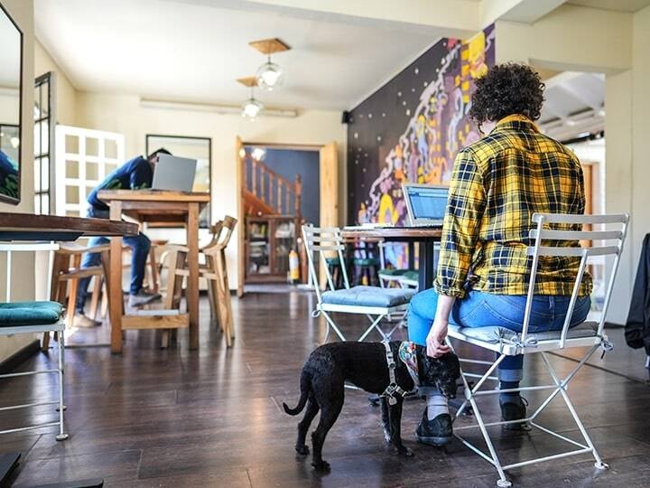 Student on computer with dog